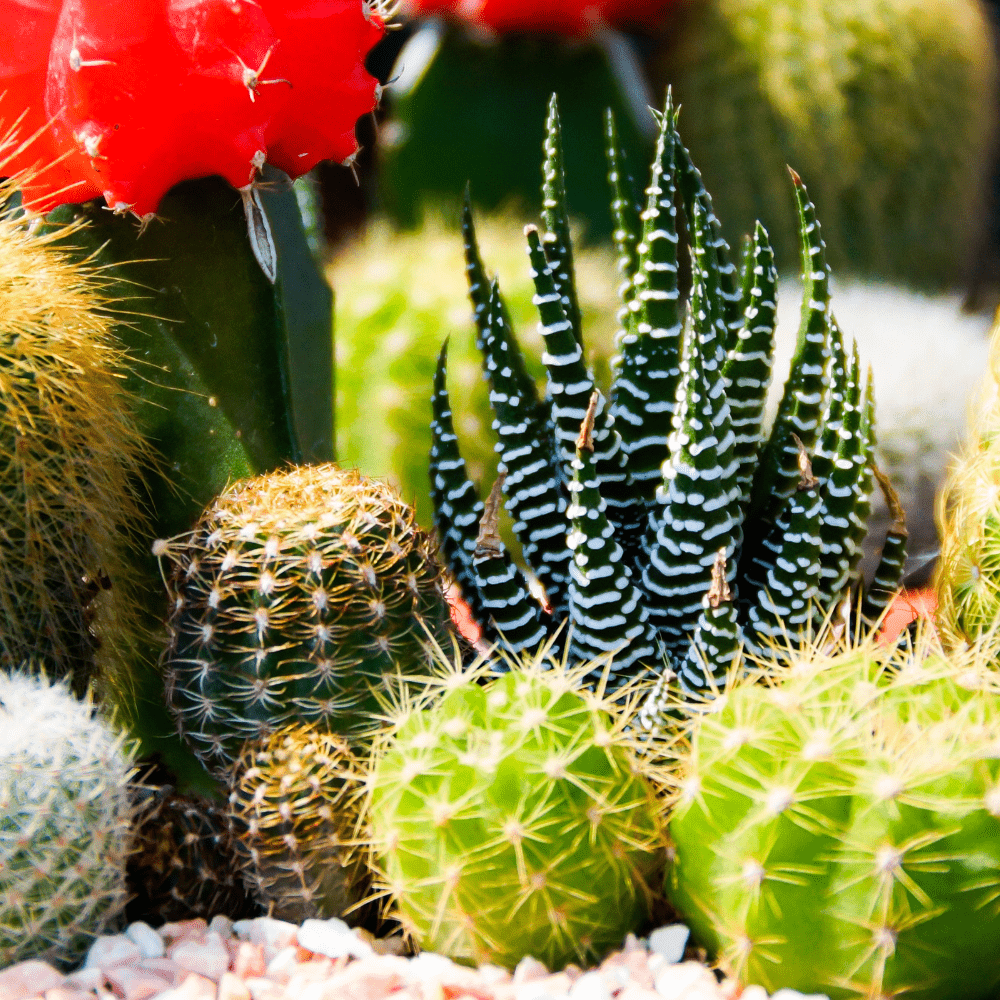 Cactus Plants Desert Mix Perennial Seeds - Apnaugao