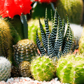 Cactus Plants Desert Mix Perennial Seeds - Apnaugao