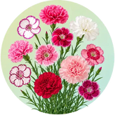 Carnation and dianthus flower seeds in Pakistan