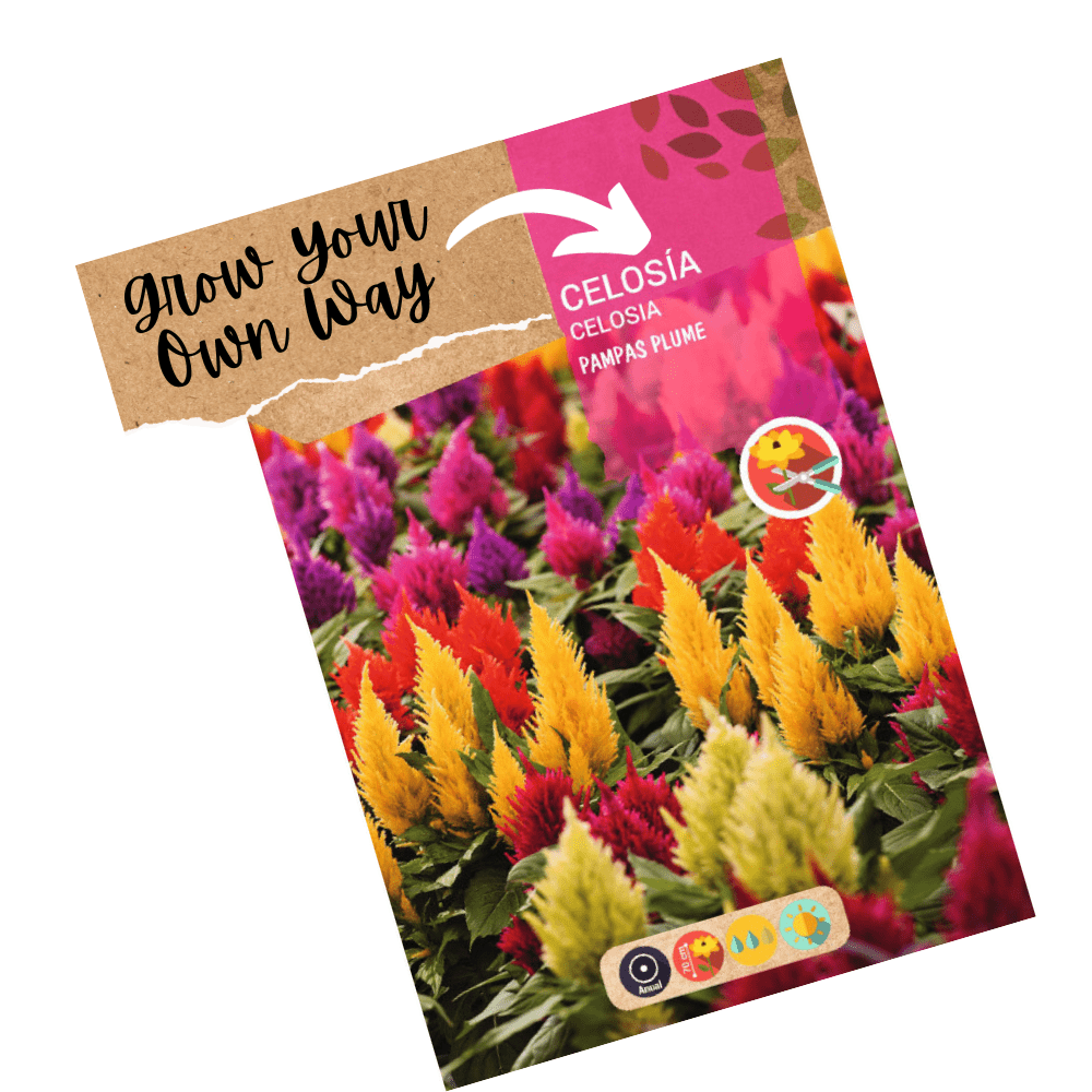 Celosia Pampas Plume Mix F1 Hybrid Seeds - Apnaugao
