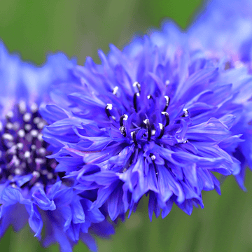 Cornflower F1 Blue Boy Flower Seeds - Apnaugao