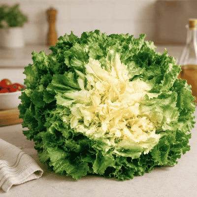 Chicory endive Frisée Gigante Hortelana