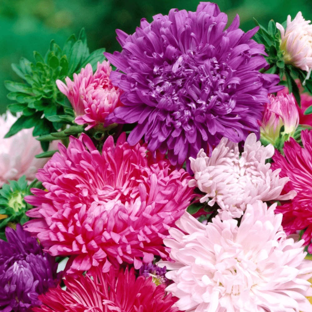 China Aster Giant Comet Hybrid Mix Flower Seeds - Apnaugao