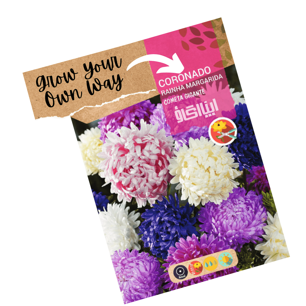 China Aster Giant Comet Hybrid Mix Flower Seeds - Apnaugao