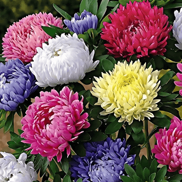 China Aster Super Princess Hybrid Mix Flower Seeds - Apnaugao