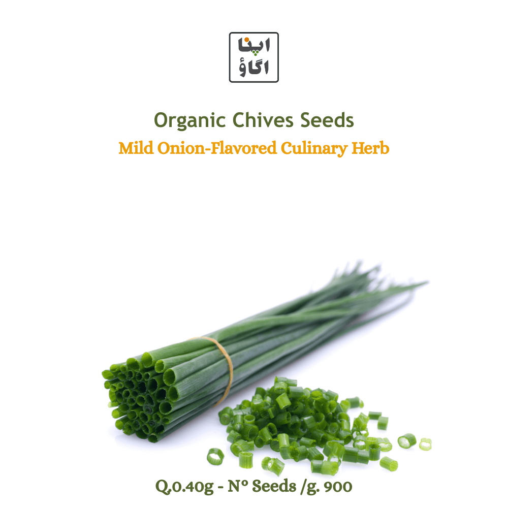 buy chives herbs seeds for kitchen gardening