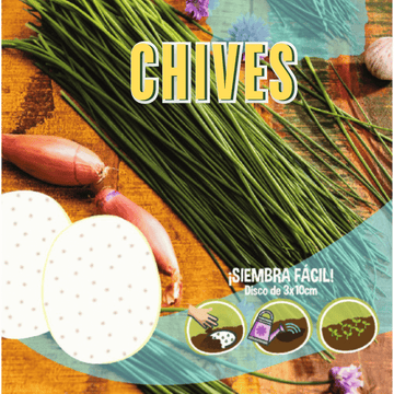 Chive Seeds Disc - Apnaugao