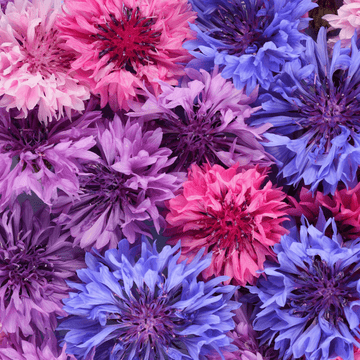 Cornflower F1 Double Mix Seeds - Apnaugao