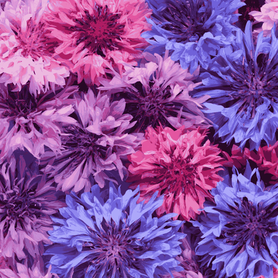 Cornflower F1 Double Mix Seeds - Apnaugao
