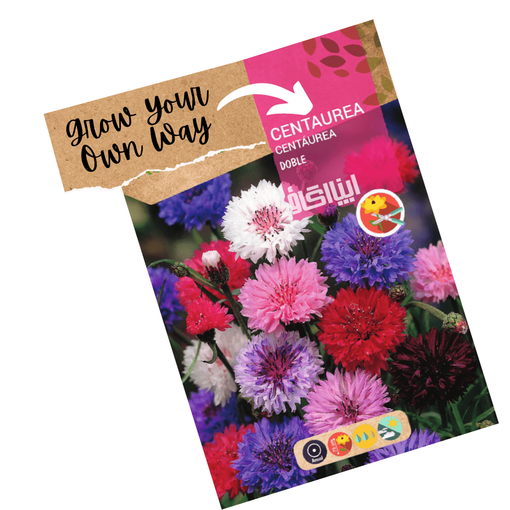 Cornflower F1 Double Mix Seeds - Apnaugao