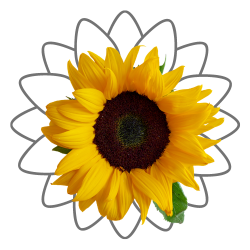all types of cut flowers seeds available in Lahore-Pakistan