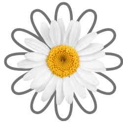 all types of hybrid daisies seeds are available in Pakistan by Apnaugao