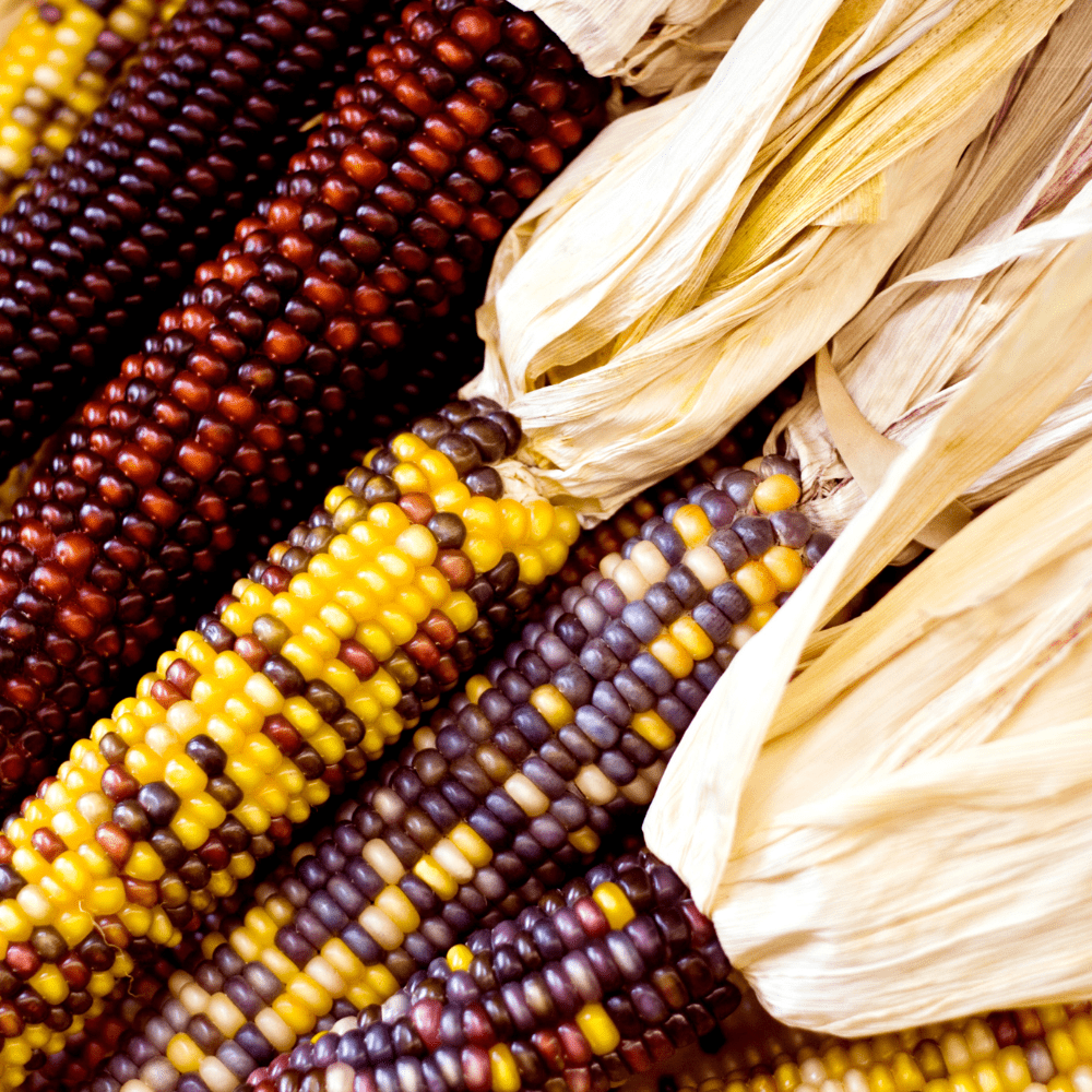 Rainbow Corn ( Maiz ) Multicolor Ornamental Seeds - Apnaugao