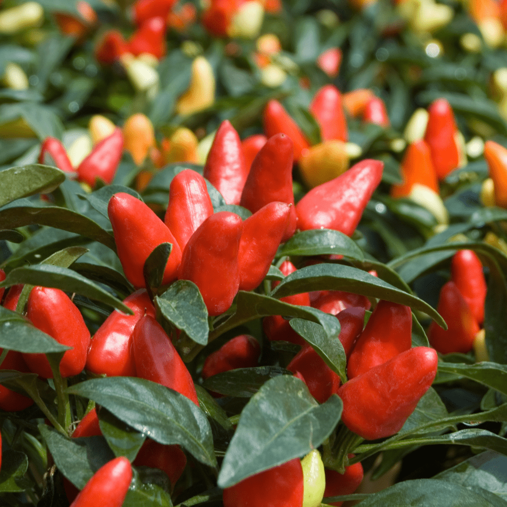 Ornamental Pepper Seeds - Apnaugao