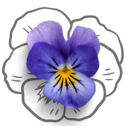 edible flower seeds are available in Lahore Pakistan
