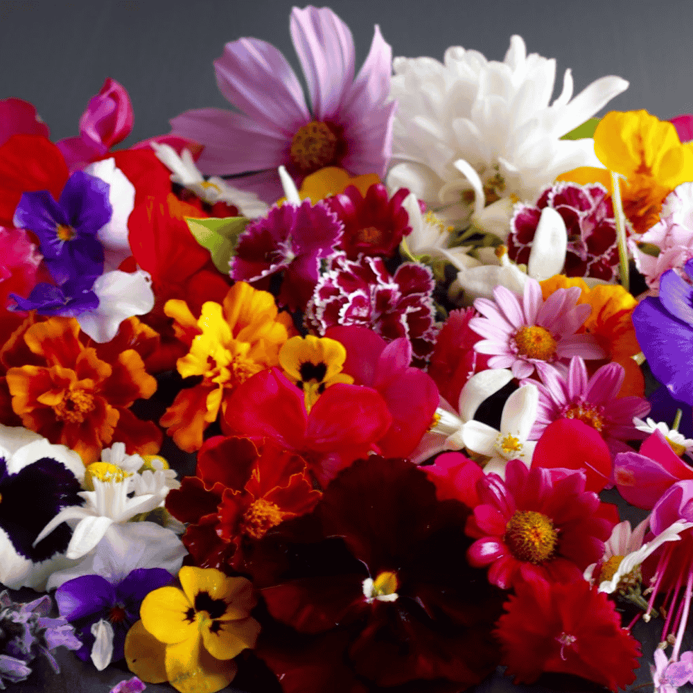 12 edible flower seeds mix bundle