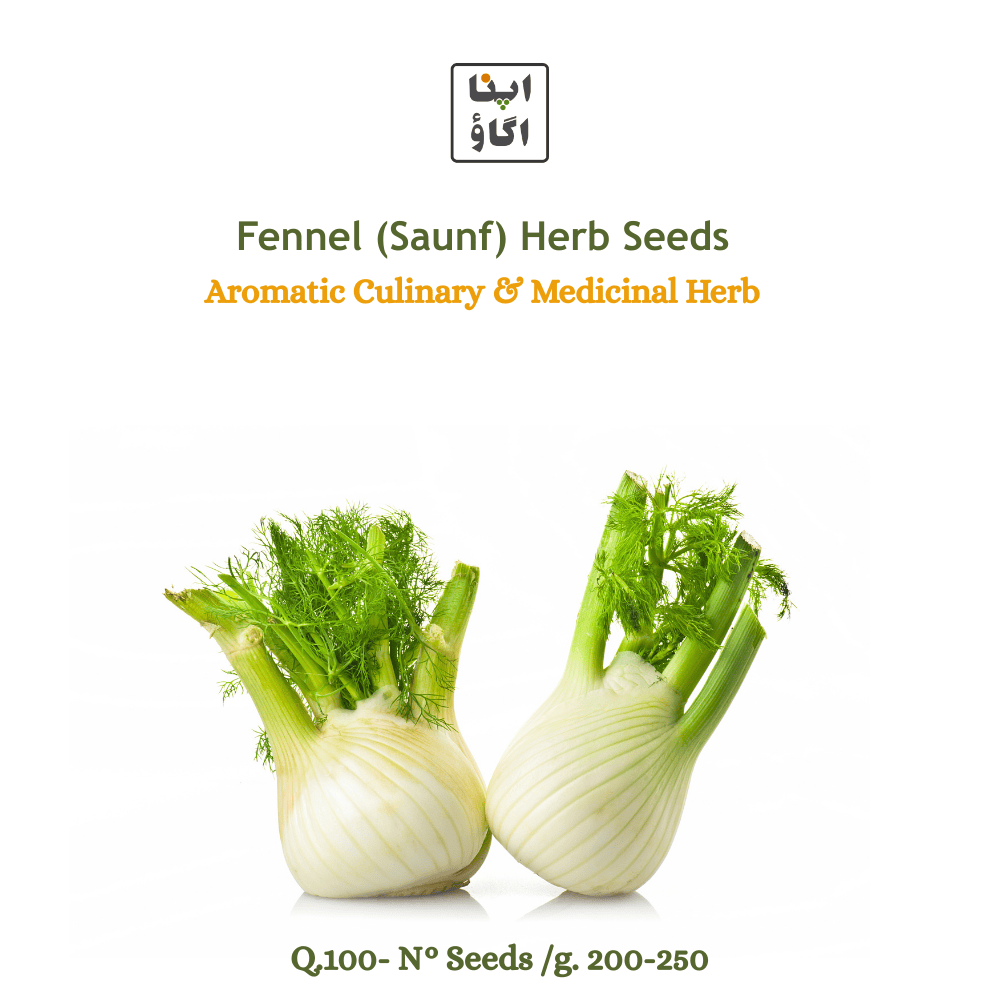 Fennel (Saunf) Herb Seeds – Aromatic Culinary Medicinal Herb