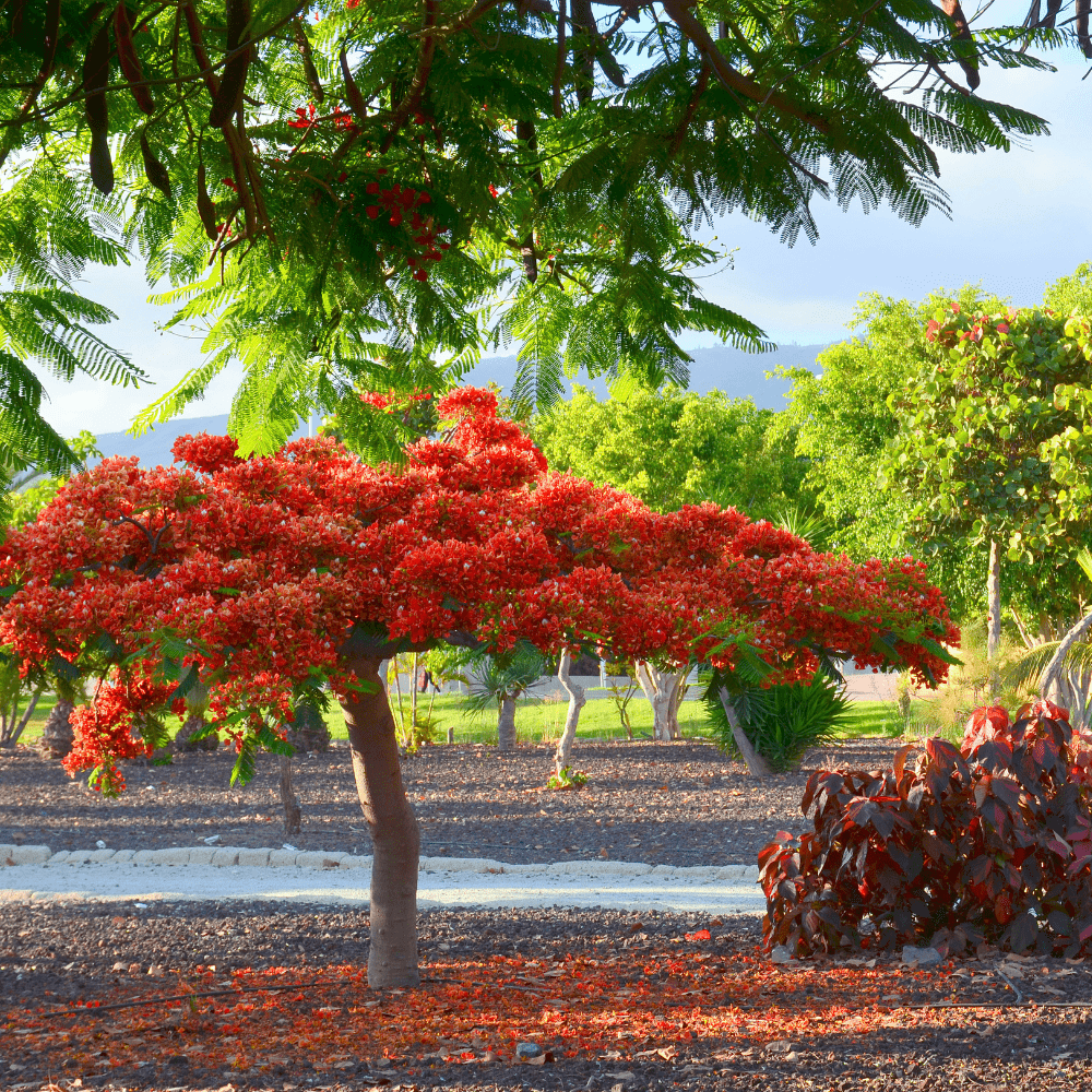 Flamboyant Tree Seeds - poinciana regia - Apnaugao