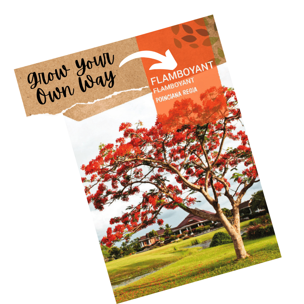 Flamboyant Tree Seeds - poinciana regia - Apnaugao