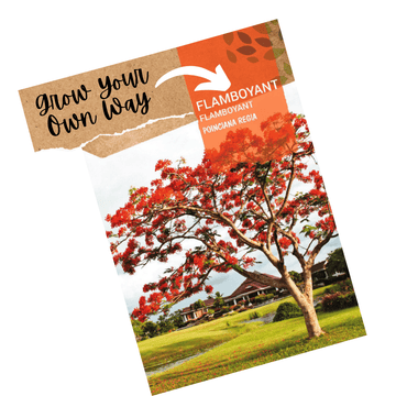Flamboyant Tree Seeds - poinciana regia - Apnaugao