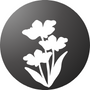 Hybrid Flower seeds are available in Lahore-Pakistan