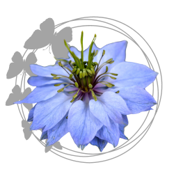 friendly flower seeds available in Lahore-Pakistan