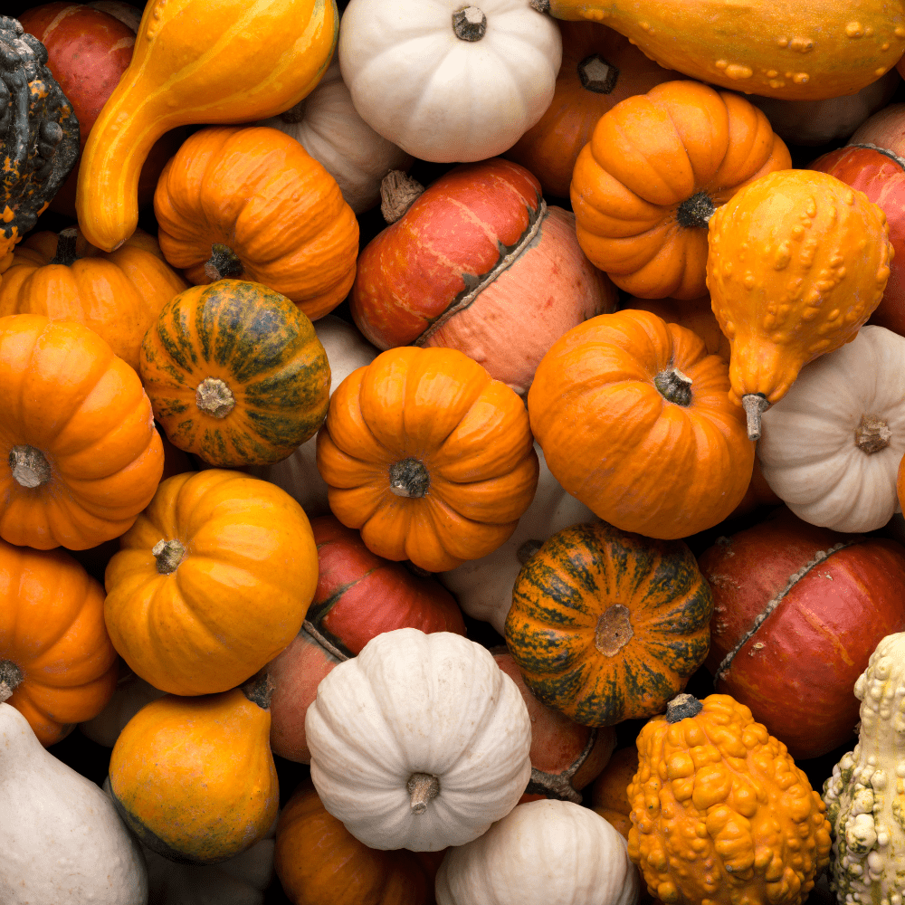 ORNAMENTAL MINIATURE PUMPKINS, MIXED Seeds - Apnaugao