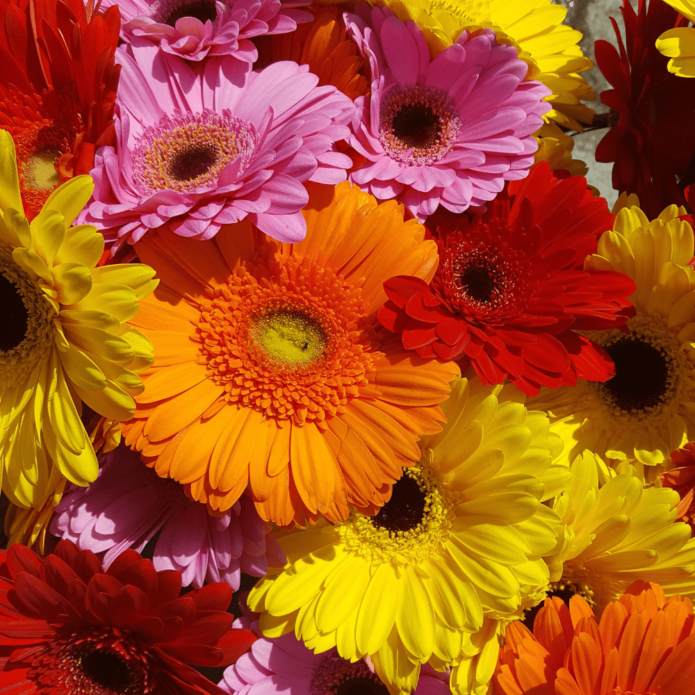 Gerbera Double Flower Mix F1 Hybrid Seeds - Apnaugao