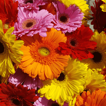 Gerbera Double Flower Mix F1 Hybrid Seeds - Apnaugao