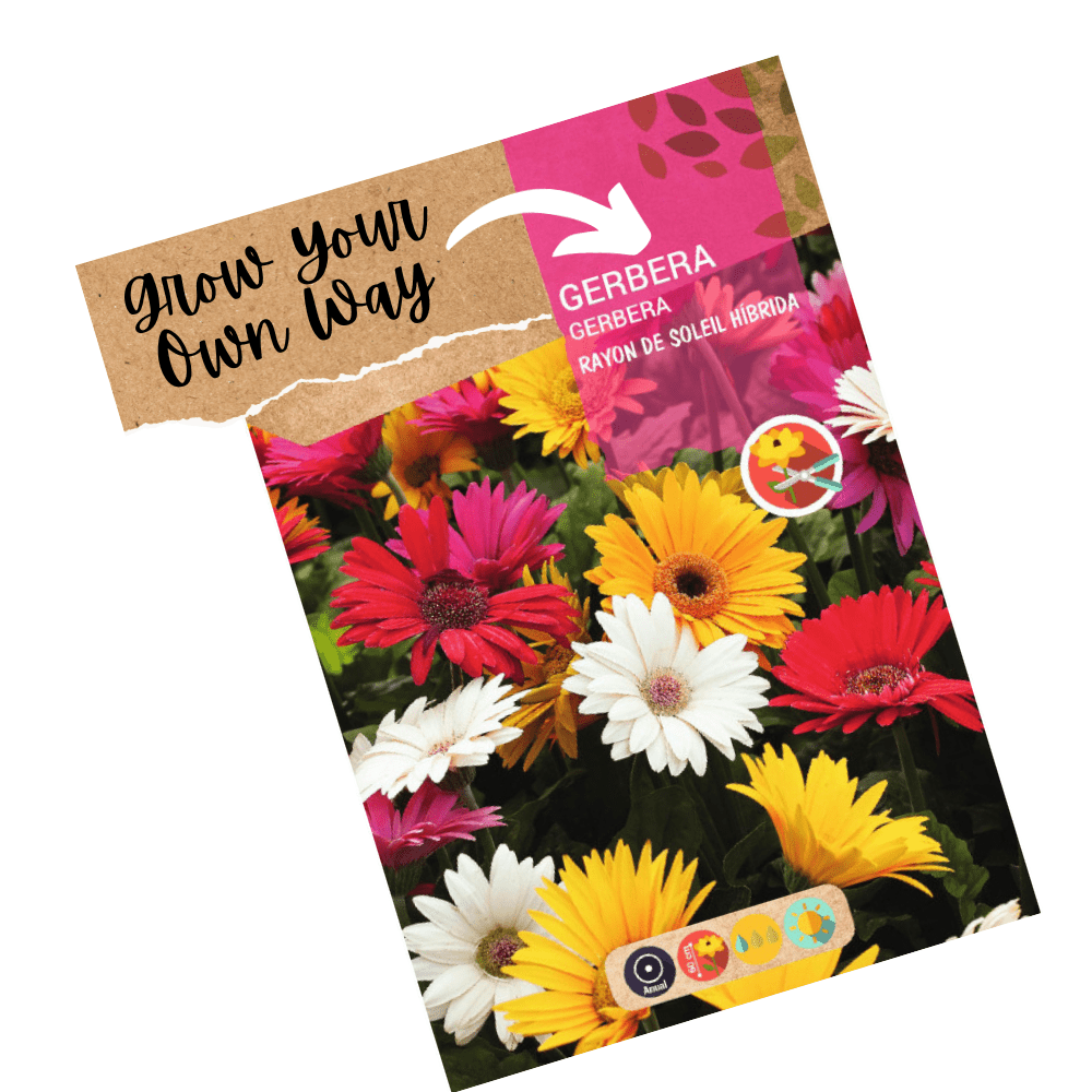 Gerbera Double Flower Mix F1 Hybrid Seeds - Apnaugao