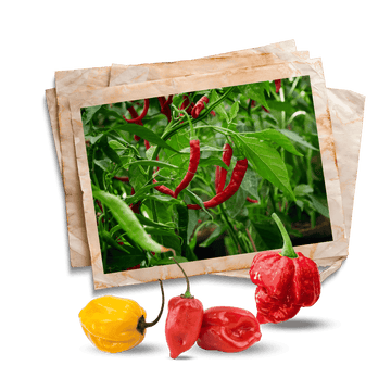 ghost pepper and hot chili pepper seeds collection by apnaugao