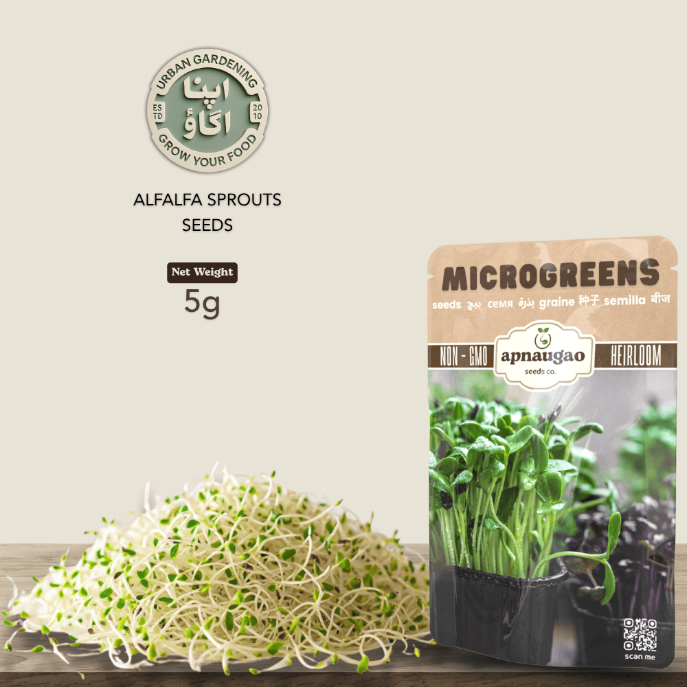 grow alfalfa microgreens at home