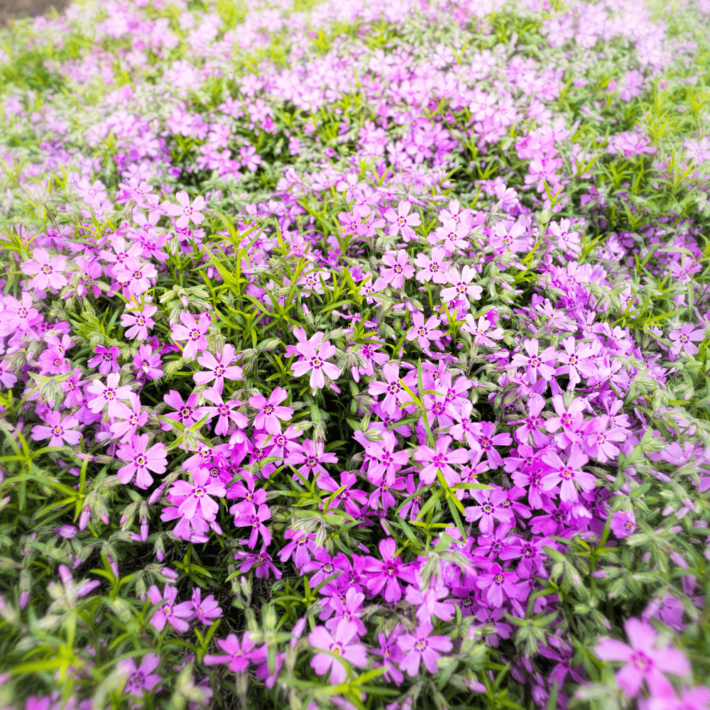 Gypsophila Giant Elegant Pink Flowers Hybrid Seeds - Apnaugao