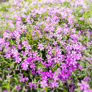 Gypsophila Giant Elegant Pink Flowers Hybrid Seeds - Apnaugao