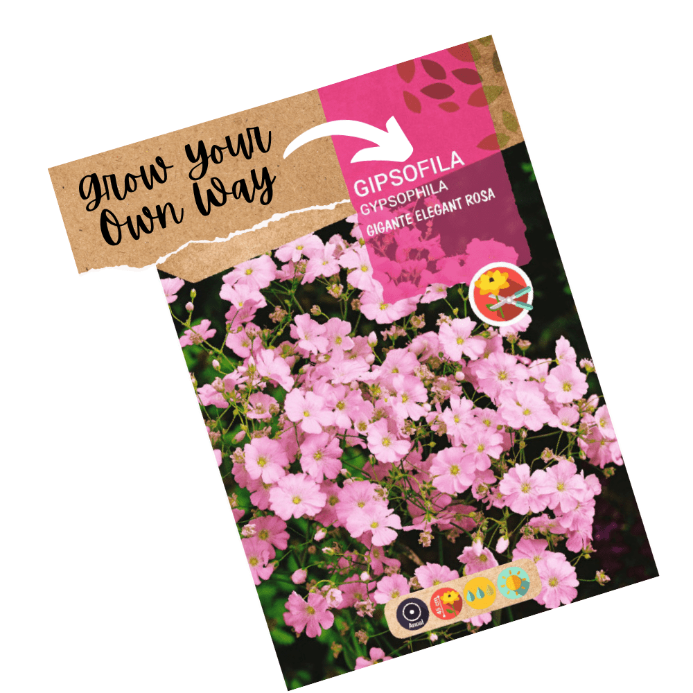 Gypsophila Giant Elegant Pink Flowers Hybrid Seeds - Apnaugao