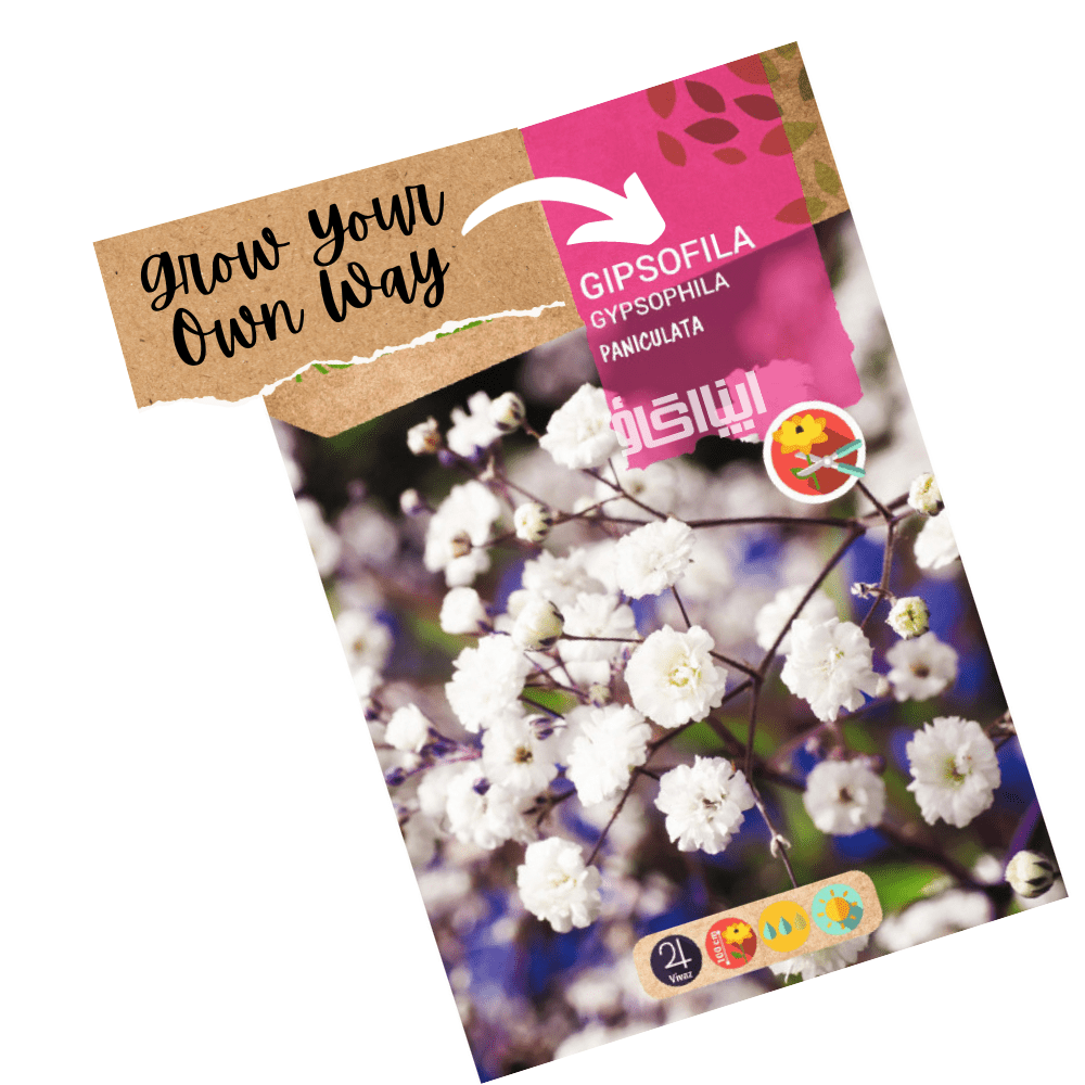 Baby Breath Gypsophila Flowers Hybrid Seeds - Apnaugao