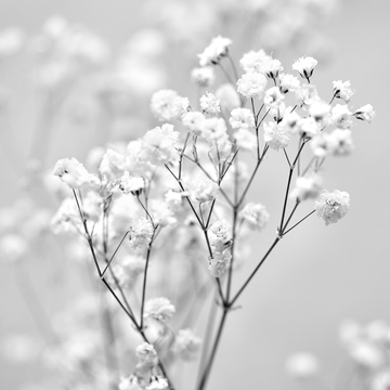 GYPSOPHILA Baby Breath Flowers Hybrid Seeds