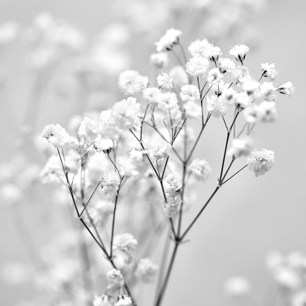 Baby Breath Gypsophila Flowers Hybrid Seeds - Apnaugao