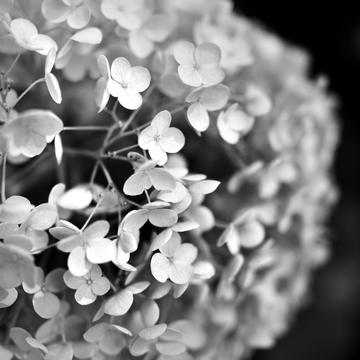 GYPSOPHILA Giant Elegant White Flowers Hybrid Seeds