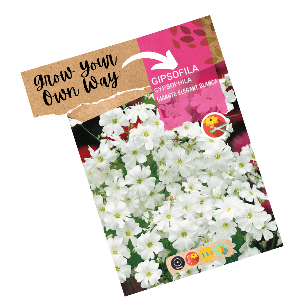 Gypsophila Giant Elegant White Flowers Hybrid Seeds - Apnaugao