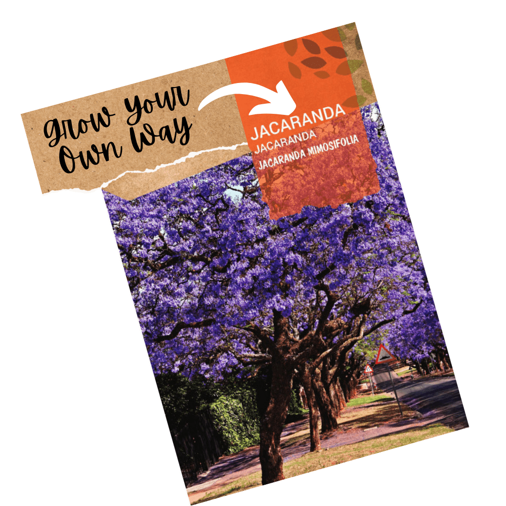Jacaranda Tree Seeds - Jacaranda mimosifolia - Apnaugao