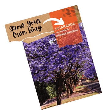 Jacaranda Tree Seeds - Jacaranda mimosifolia - Apnaugao