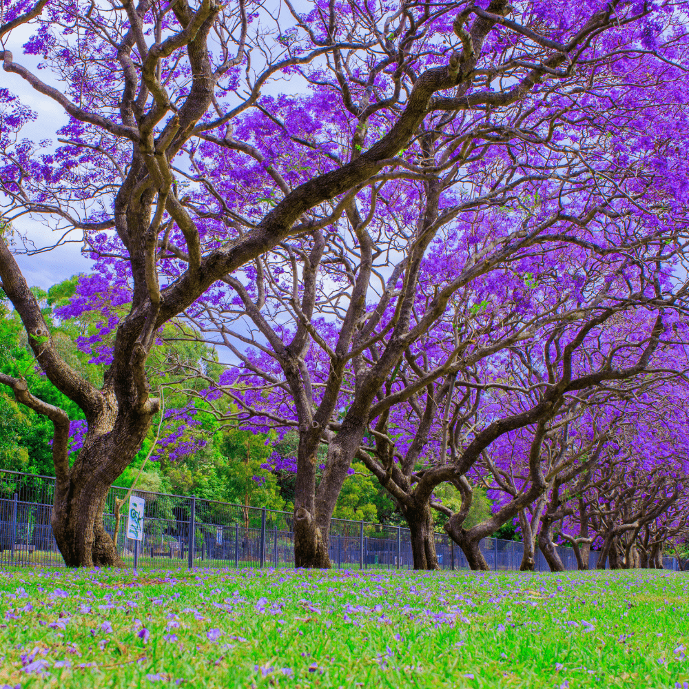 Jacaranda Tree Seeds - Jacaranda mimosifolia - Apnaugao