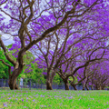 Jacaranda Tree Seeds - Jacaranda mimosifolia - Apnaugao