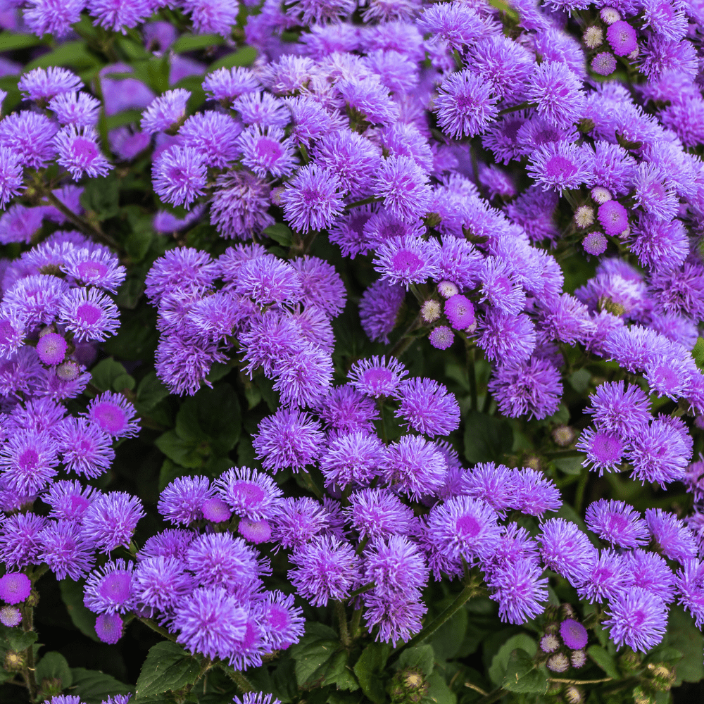 Tapestry Carpet Flowers Seeds - Apnaugao