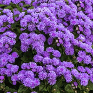 Tapestry Carpet Flowers Seeds - Apnaugao