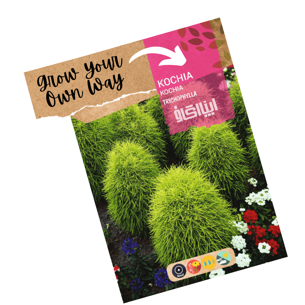 Kochia Summer Flower Seeds - Apnaugao
