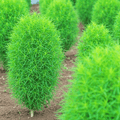 Kochia Summer Flower Seeds - Apnaugao