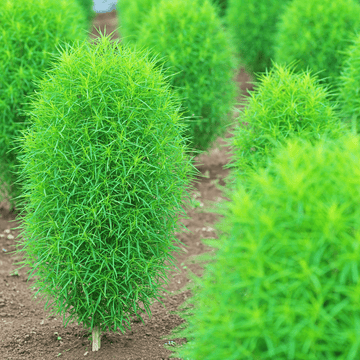 Kochia Summer Flower Seeds - Apnaugao