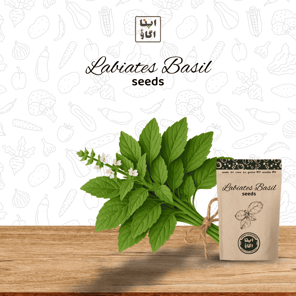 bush basil seeds for home gardening